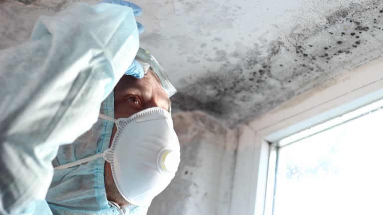 Mold Removal